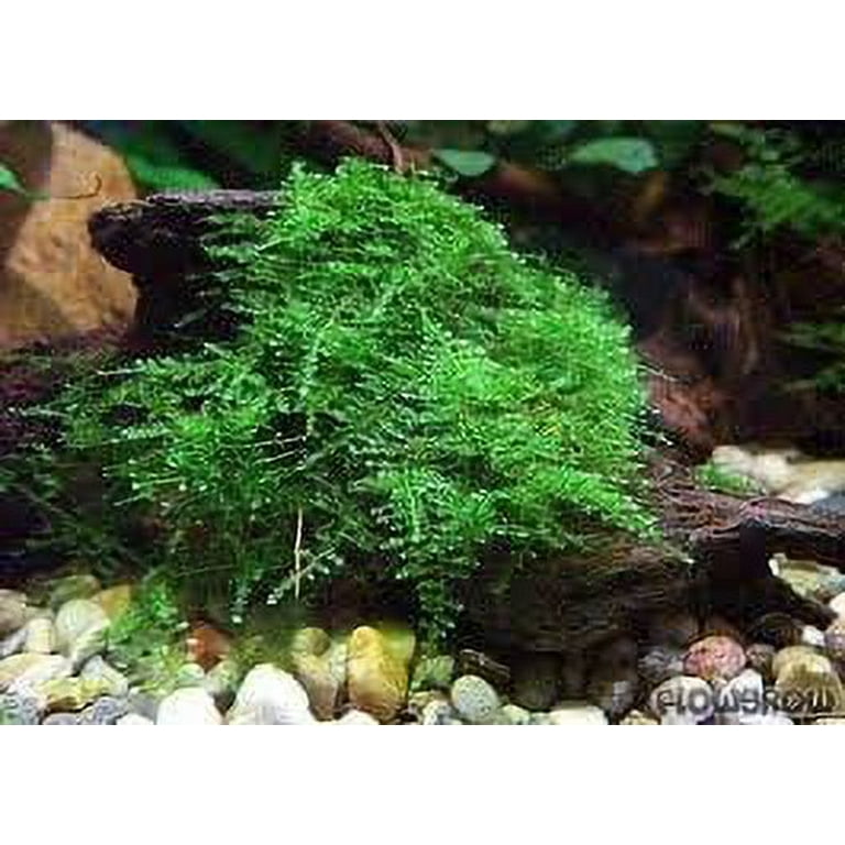 Christmas Moss Vesicularia Portion Live Aquarium Plants Buy2 Get1 Free, Size: Large 4 Ounce Cup, Green