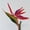 Red, variant on D-GROEE 1pc Elegant Bird of Paradise Tropical Imitation Plant Flower Bouquets for Home Party Decorations