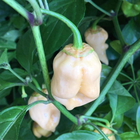 White Bubblegum BBG7 7 Pot Pepper Premium Seed Packet