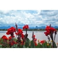 thumbnail image 3 of 5 Graines de CANNA Indica Rouge, 3 of 11
