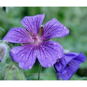 Geranium Rozanne, Cranesbill - Pot Size: 4.5in - Flowers