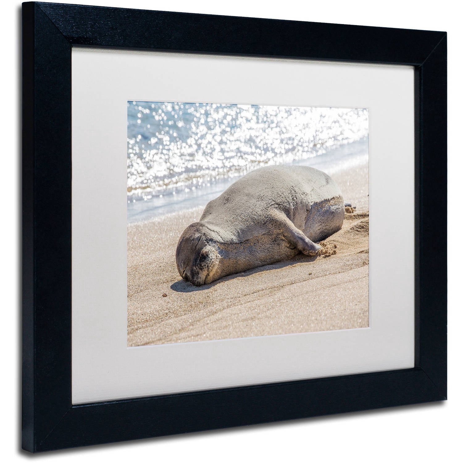Hawaiian Monk Seal' Canvas Art by Pierre Leclerc, White Matte, Black Frame