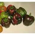 thumbnail image 2 of 30 CHOCOLATE BEAUTY Bell PEPPER Sweet Brown Capsicum Annuum Vegetable Seeds, 2 of 5