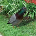 thumbnail image 5 of pdqouc Acrylic Pigeons Outdoor Garden Ground Decoration Garden Garden Double Sided Decoration Board for Outdoor Lawn, Yard, and Patio Decoration 9 x 11 Inch, 5 of 5