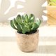 thumbnail image 4 of Gwong Decoración hogareña Planta artificial simulada Fácil de cuidar PVC Mini surtido Falso Falso Suculento Falso Potted para el hogar Gwong 21083477, 4 of 6
