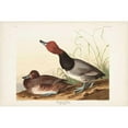 thumbnail image 3 of Audubon, John James 14x11 Black Modern Framed Museum Art Print Titled - Pl 322 Red-headed Duck, 3 of 5