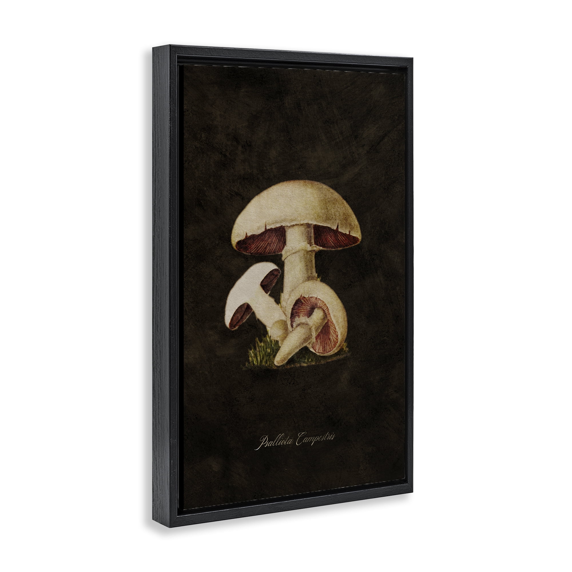 Stupell Industries Vintage Portobello Mushroom Plants & Flowers Painting Black Floater Framed Canvas Art Print Wall Art, 21 x 31