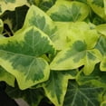 thumbnail image 5 of Ivy Plant Live Fast-growing, Potted 3-5" in Tall, Climbing Indoor Outdoor Houseplant, Easy Care Trailing Vine, Fast Growing Small Starter Plant for Home Office Décor (Golden Variegated English Ivy), 5 of 6