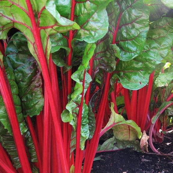TomorrowSeeds - Ruby Red Rhubarb Swiss Chard Seeds - 600  Count - For 2026 Planting USA Garden