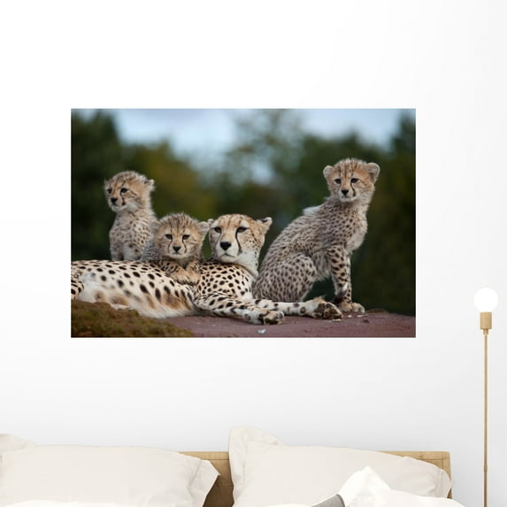 Cheetah Family Rock Wall Mural by Wallmonkeys Peel and Stick Graphic (36 in W x 24 in H) WM99410