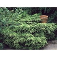 thumbnail image 4 of Old Gold Juniper - 30 Live Plants - Juniperus Chinensis - Drought Tolerant Cold Hardy Evergreen Ground Cover, 4 of 9