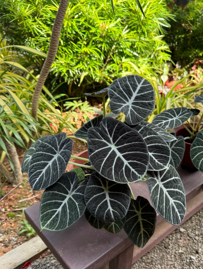 Black Velvet Alocasia Live Plant, Alocasia Indoor Houseplant for Home or Office, 5–7 Inch Tall