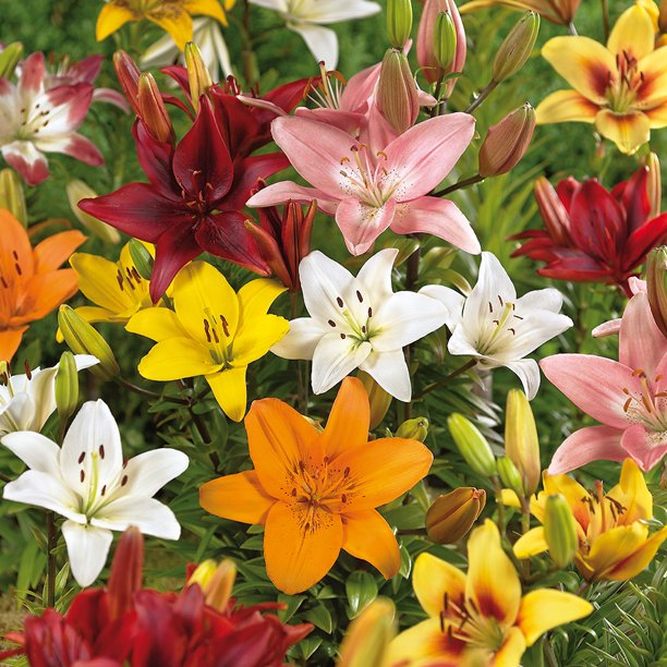Van Zyverden Lilies Asiatic Mixed Set of 25 Bulbs Part Sun MultiColor
