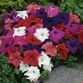 thumbnail image 2 of czcpp-- Petunia Ampelous Triumph Mix Outdoor Annual Garden Cut Flower for Planting, 2 of 4