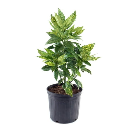 National Plant Network 3 gal. Acuba Gold Dust Live Plant