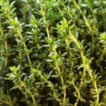 thumbnail image 5 of Set 2 Thyme Plants Live, Fragrant Thyme Herb, 5-7 Inches Tall, Compact Herb for Indoor Outdoor Growing, 5 of 6