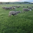 thumbnail image 3 of MYG Tablier Anti-Accouplement avec Ajustabilité pour Contrôle de l'Élevage de Chèvres et Moutons, 3 of 9
