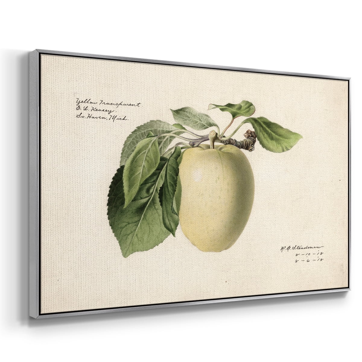 Vintage Botanical Print-XLV By Wexford Home Framed in Silver Wood Gallery Wrapped Canvas 17 in. x 25 in.