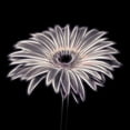 thumbnail image 2 of Frank, Assaf 15x15 Gold Ornate Wood Framed with Double Matting Museum Art Print Titled - FTBR 1658 Gerbera, 2 of 4