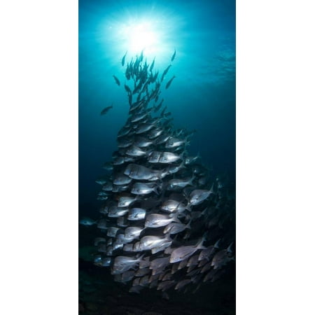 School of Slingers Swimming in Sea, Sodwana Bay, South Africa Print Wall Art By Panoramic (Best Art Schools In South Africa)