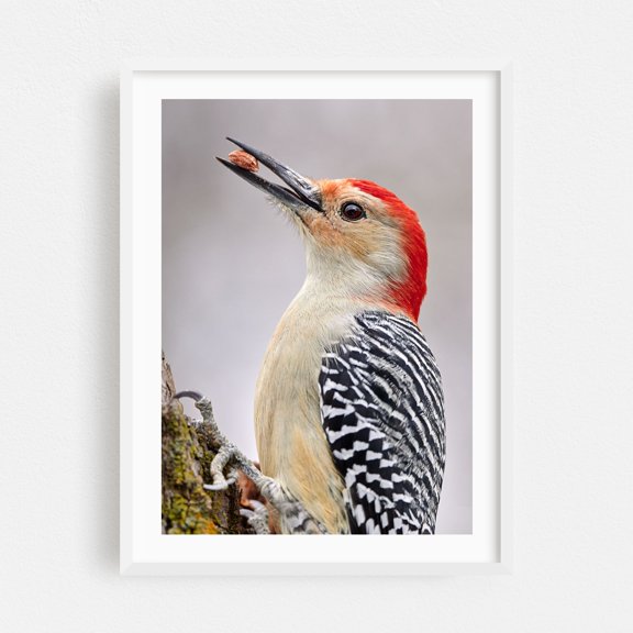 Red Bellied woodpecker - Photography Bird Wildlife Animal Nature Woodland Scenic White Framed Wall Art Print 9 x 12 inches