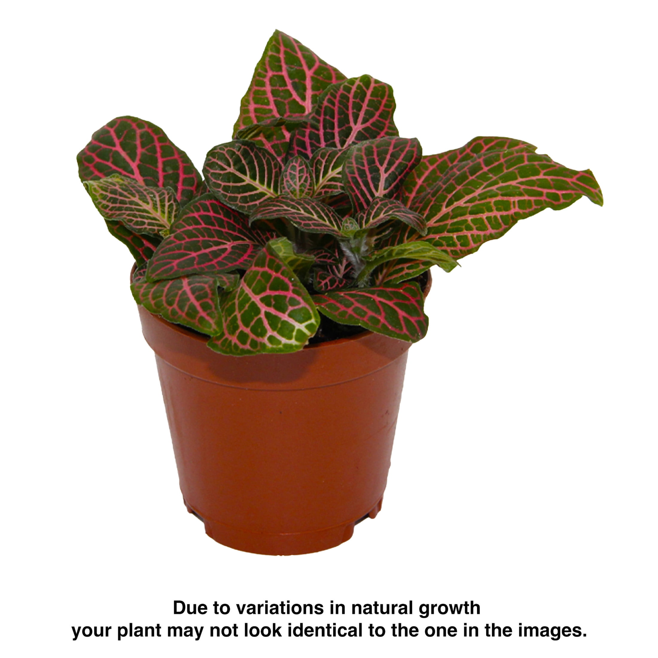 ReptiCulture Pink Fittonia Tropical 2" Pot 3 pk