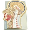 Walter Products Sagittal Section Of The