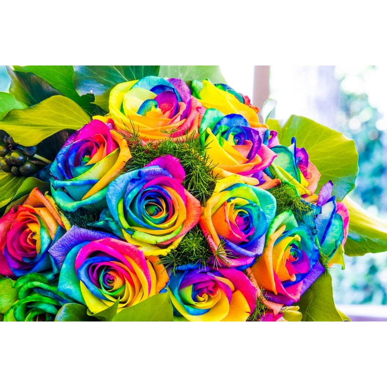 Seedville Rainbow Rose Seeds, Fragrant Double Blooms, 5 Pack