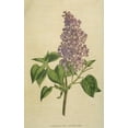 thumbnail image 3 of FRENCH LILAC SYRINGA VULGARIS extremly fragant 15 seeds, 3 of 3