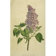 Seed Kingdom 700 Lilac Syringa Vulgaris Flower Seeds