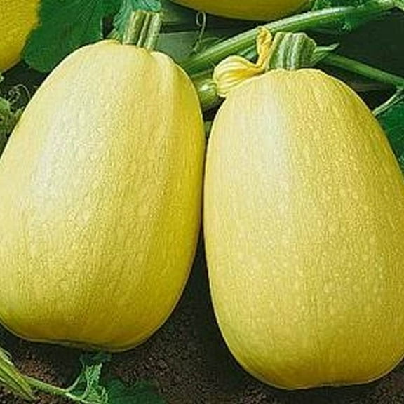 Vermicelli F1 Squash - 4 g ~20 Seeds - Hybrid F1, Non-GMO, Farm & Vegetable Gardening Seeds - Winter Spaghetti Squash