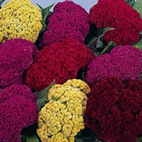 Crested Celosia Flower Garden Seeds - Armor Mix - 1000 Seeds - Flower Gardening Seed