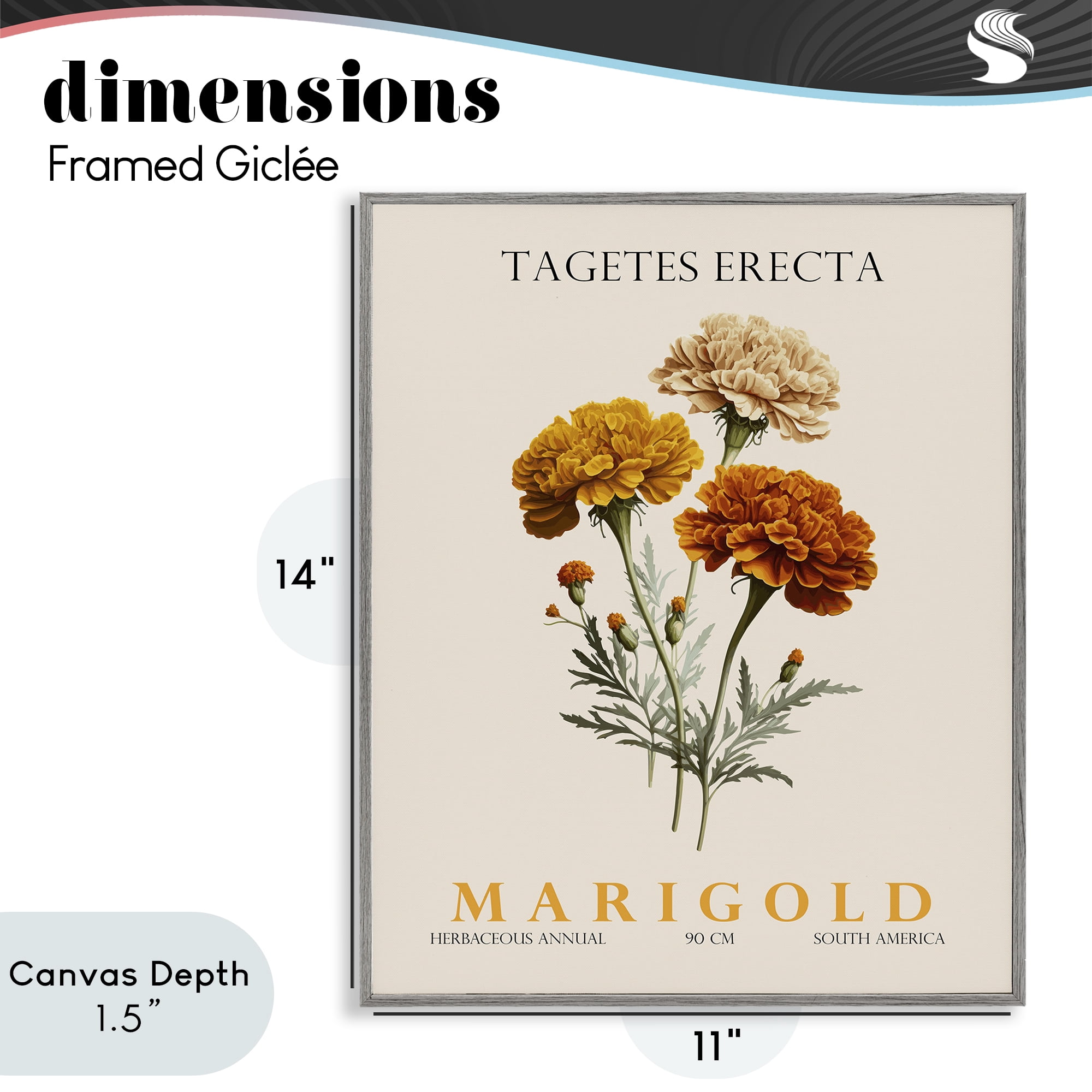 Stupell Industries Natural Marigold Bundle Gray Framed Giclee Art, design by Christopher Giampietro