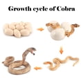 thumbnail image 3 of Juego de ciclo de vida de crecimiento de serpiente de simulación Juguetes educativos para el aula Wmkox8yii HAHFKSH1463, 3 of 4