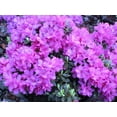 thumbnail image 2 of Minnetonka Rhododendron - Very Hardy - Spectacular - 4" Pot, 2 of 2