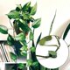 thumbnail image 5 of 30pcs Plant Climbing Wall Fixture Clips Self-adhesive Plant Wall Fixer Clip Invisible Leaf Shaped Vines Holder, 5 of 5