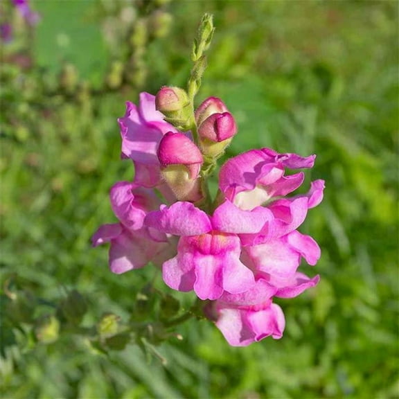 Floral Showers Snapdragon Lilac ~25 Seeds - Non-GMO, Dwarf 6-8" Plants, Fragrant & Vibrant Blooms, Perfect for Indoor Planters, 115-121 Days to Maturity, Ideal for Bouquets & Arrangements.