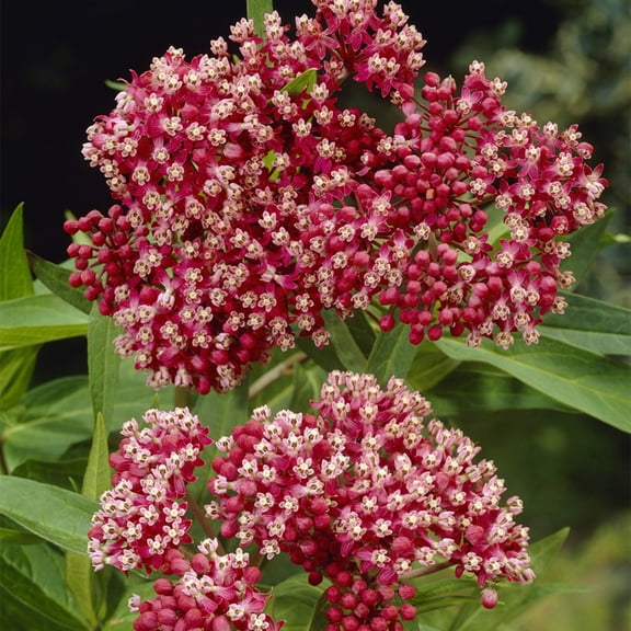 Van Zyverden Asclepias Incarnata Pink Support The Monarchs 3 Plant Roots Pink Full Sun Fragrant 1lb
