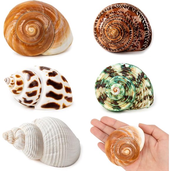 5 Pcs Coquilles de Crabe Ermite Moyennes et Grandes / Conque de Mer Naturelle Taille 2.2 Pouces - 3.4 Pouces, Ouverture Taille 1.5 Pouces - 2 Pouces / Coquilles Turbo pour Fournitures de Crabe Ermite et Décoration de Plage Coquille de Mer Moyenne et Grande