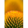 thumbnail image 2 of Jaynes Gallery 23x32 Gold Ornate Wood Framed with Double Matting Museum Art Print Titled - California Detail of purple coneflower stigmas, 2 of 4