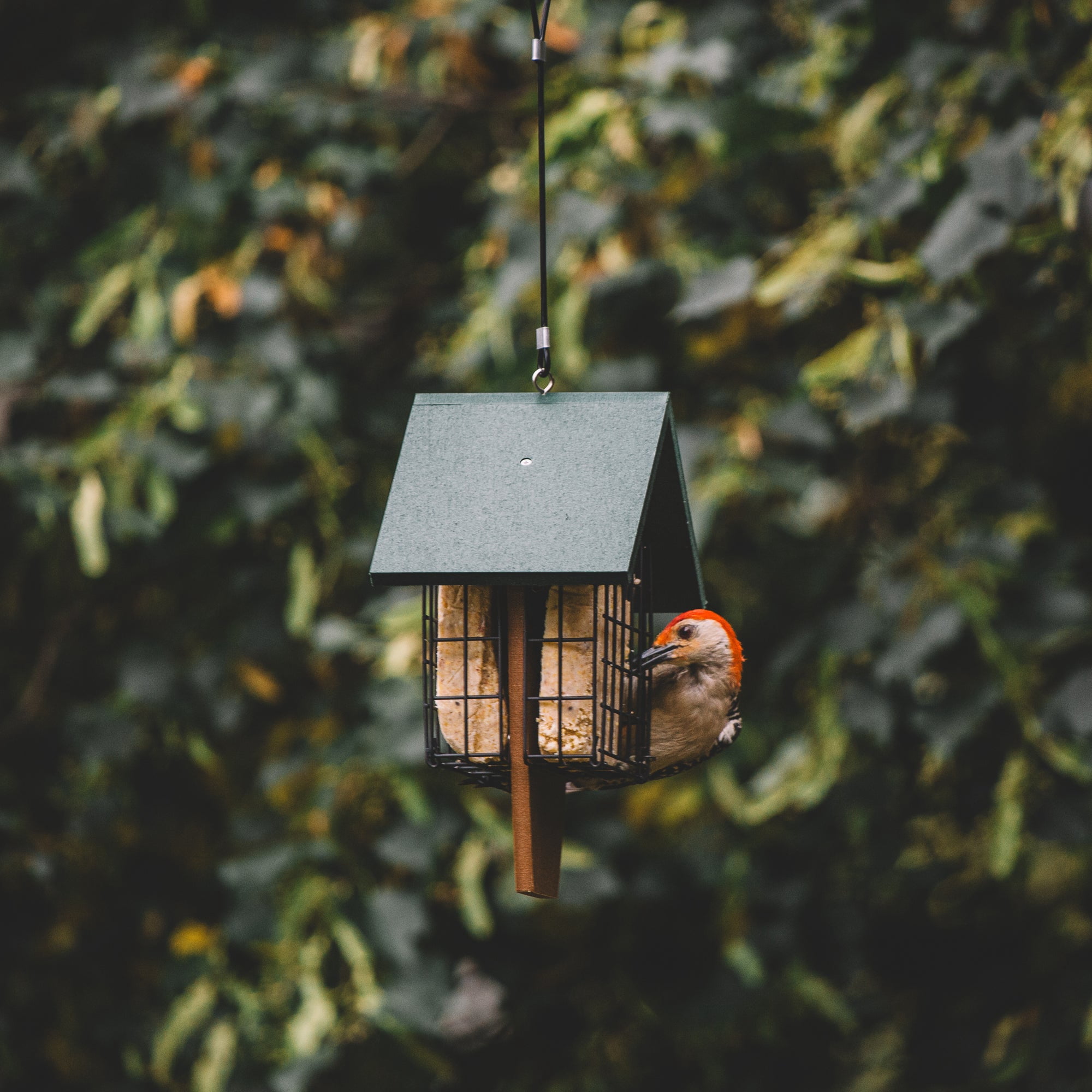 Backyard Expressions SAWTOOTH Plastic Lumber Bird Feeder w/ Suet Cages