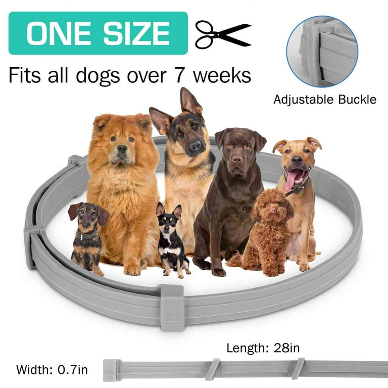 Coonhound collars sales