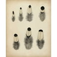 thumbnail image 2 of Unknown 15x18 White Modern Wood Framed Museum Art Print Titled - Vintage Feathers II, 2 of 4