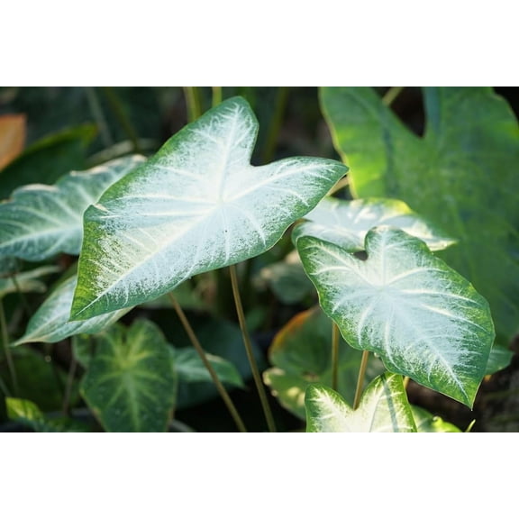 Aaron Caladium Bulbs for Planting - Fancy (5 Bulbs)