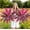 Green, variant on Artificial Tropical Plant UV Resistant Large Faux Plants Outdoor Fake Boston Ferns Potted Plants Realistic Agave Plastic Hostas Greenery Patio Outside Shrubs Flower Grass Front Porch Decor(6, Purple)
