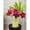 E, variant on Desert Rose, Low Maintenance - Easy Grow - Ideal for Beds Borders, Plant Pots & Planters