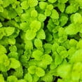 thumbnail image 3 of Set 4 Mojito Mint Plants, 4 to 7 Inch Tall Fresh Herb Starter Plant, Without Pot, Mint Live Plant for Patio and Garden, Culinary Herbs Fragrant Leaves, 3 of 5