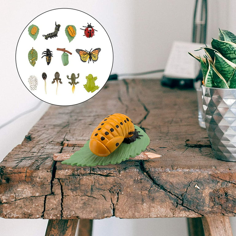 Life Cycle Learning & Education Toys, Plastic Insect Ladybug Monarch Butterfly Tadpole to Frog Kit Life Cycle Toys for Kids, Preschool Learning