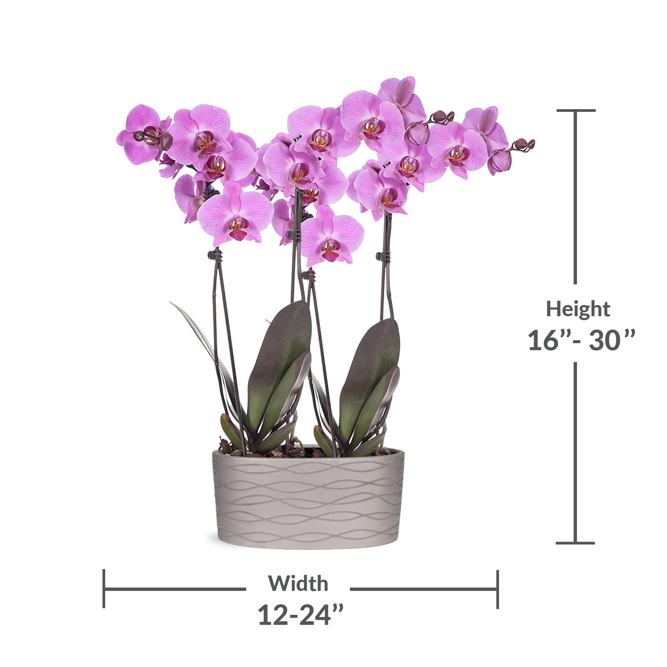 Just Add Ice 16-30" Pink Premium Orchid Duo Live Plants in 10" Silver Ceramic Planter, Indoor House Plant, Bright Indirect Lighting