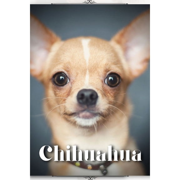 Chihuahua: Dog breed overview and guide, (Paperback)